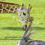 Aamizadenaosebuscanaosesonhanaosedesejaelaexerceseeumavirtude